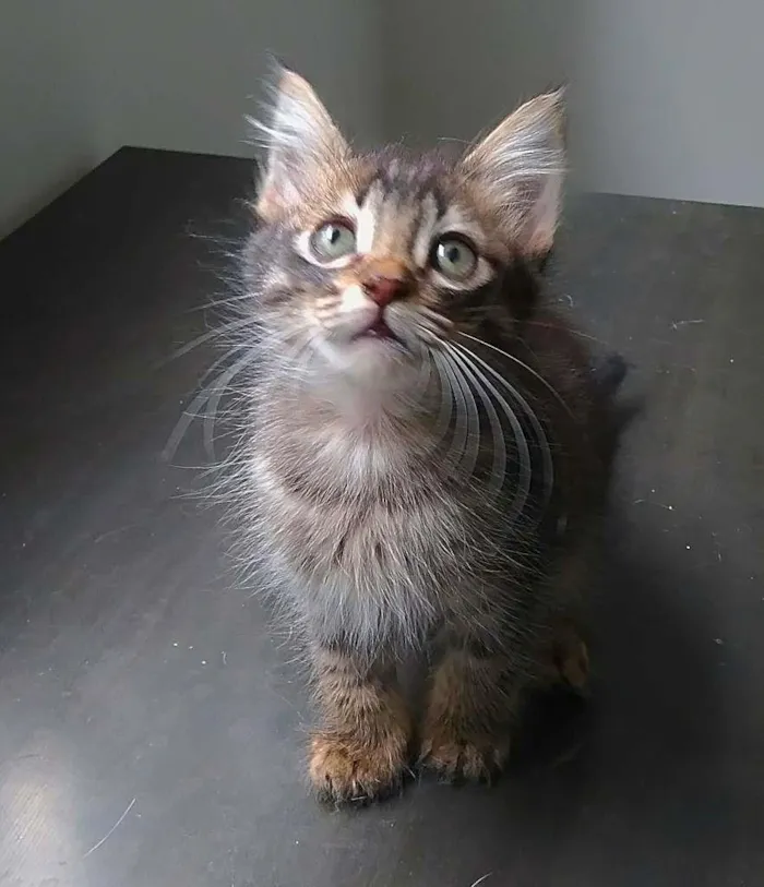 Gato ra a srd idade 2 a 6 meses nome Fred