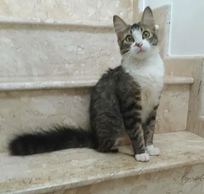 Gato ra a srd idade 7 a 11 meses nome RAQUEL
