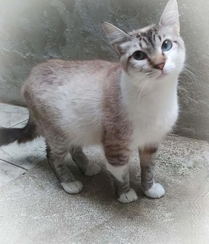Gato ra a srd idade 2 anos nome Kane