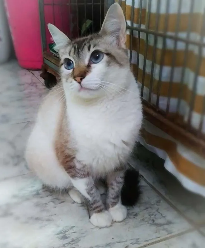 Gato ra a srd idade 2 anos nome Kane