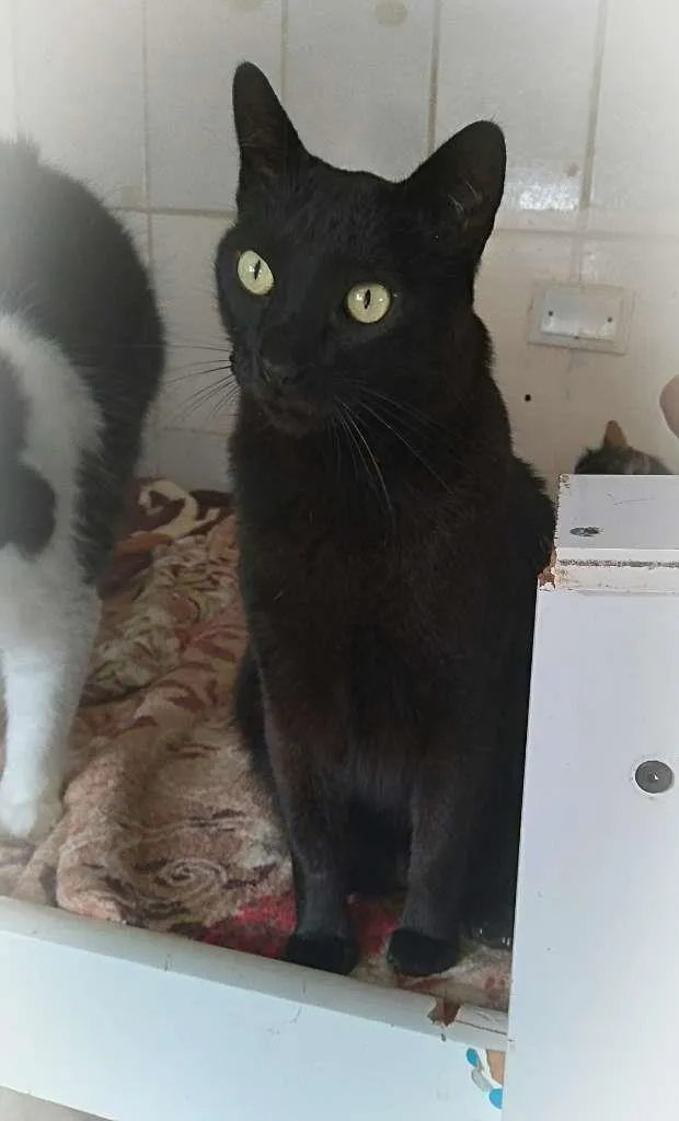 Gato ra a srd idade 5 anos nome Paco