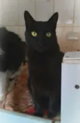 Paco