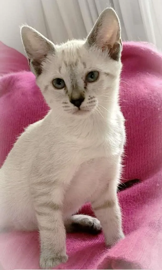Gato ra a srd idade 2 a 6 meses nome Lua & irmas