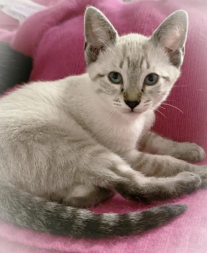 Gato ra a srd idade 2 a 6 meses nome Lua & irmas