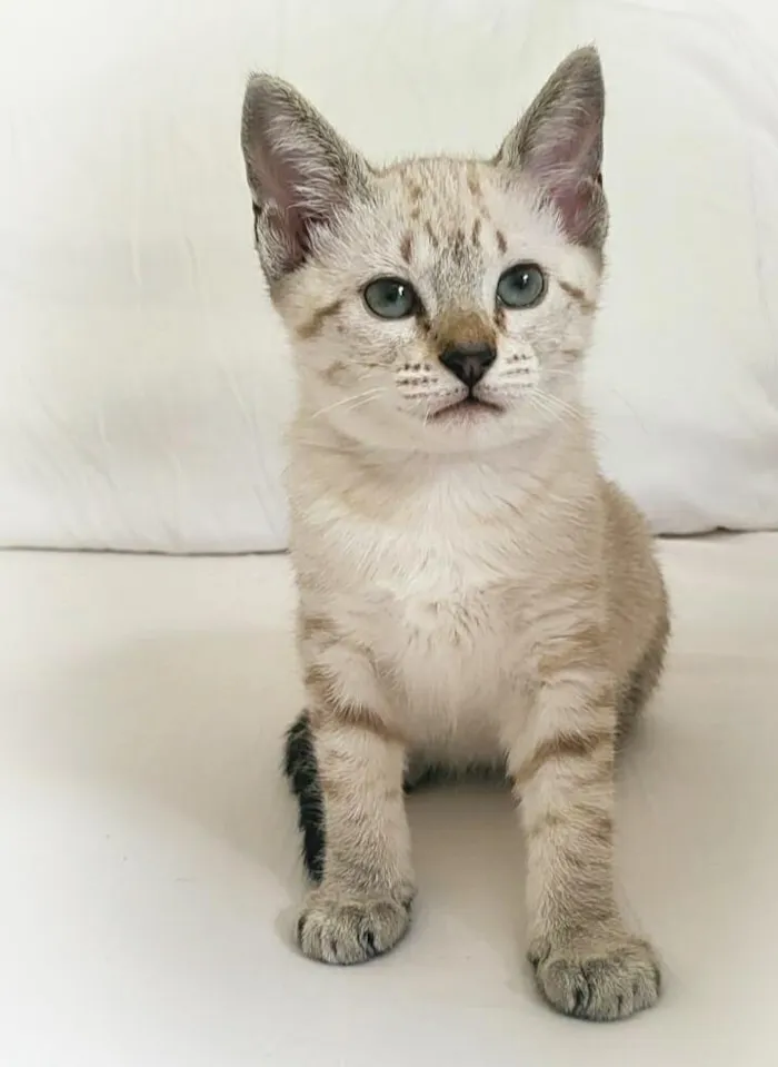 Gato ra a srd idade 2 a 6 meses nome Lua & irmas