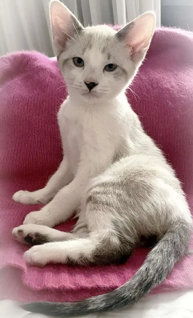 Gato ra a srd idade 2 a 6 meses nome Lua & irmas