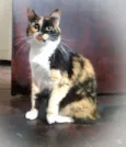 Samara