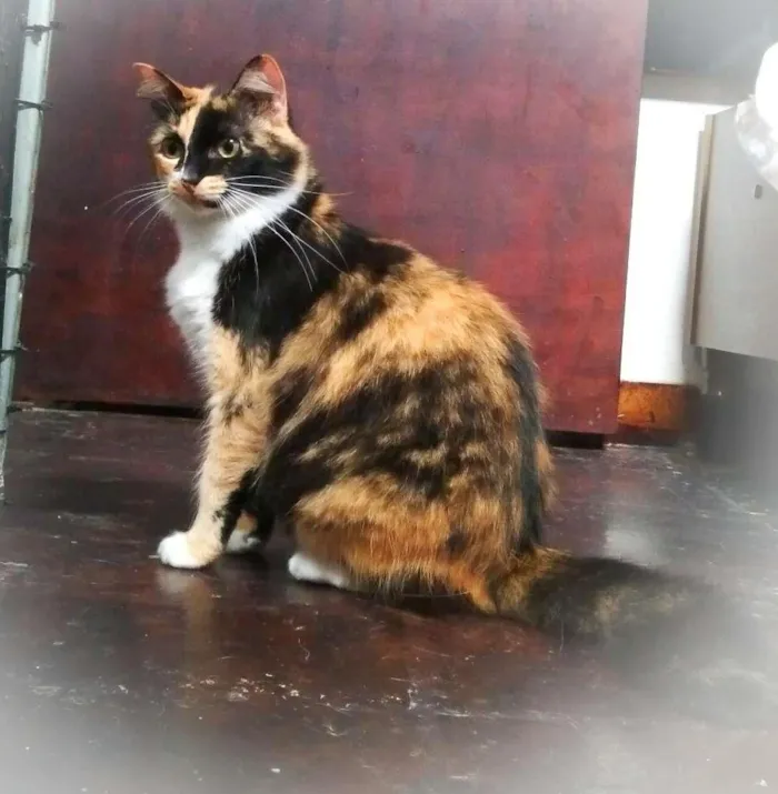 Gato ra a srd idade 3 anos nome Samara