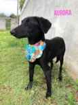 Cachorro raça SRD  idade 1 ano nome Amora