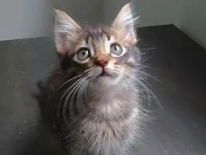 Gato raça srd idade 2 a 6 meses nome Fred