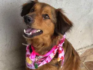 Cachorro raça SRD idade 2 anos nome Amora