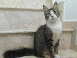 Gato raça srd idade 7 a 11 meses nome RAQUEL