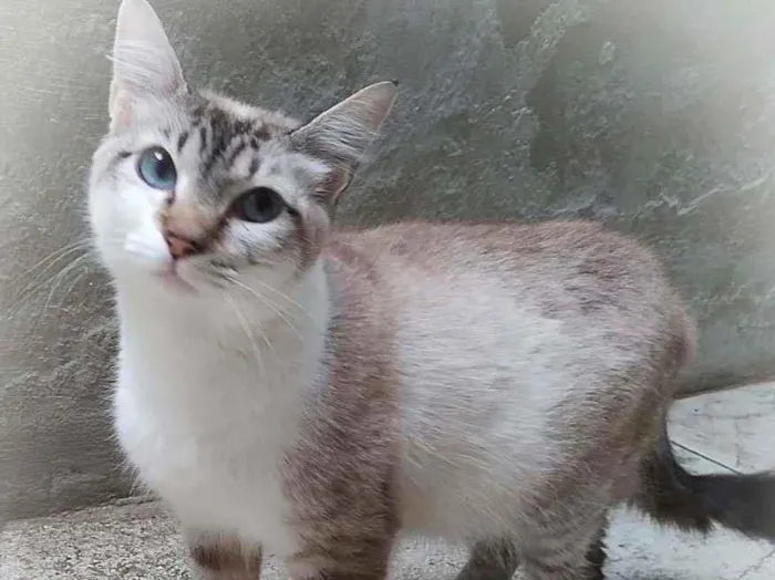 Gato ra a srd idade 2 anos nome Kane