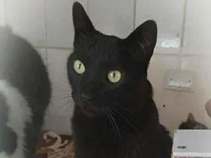 Gato raça srd idade 5 anos nome Paco