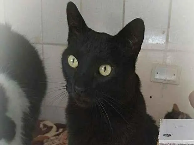 Gato ra a srd idade 5 anos nome Paco