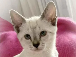 Gato raça srd idade 2 a 6 meses nome Lua & irmas