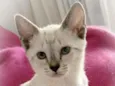 Lua & irmas