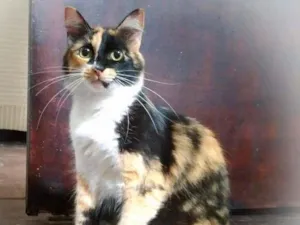 Gato raça srd idade 3 anos nome Samara