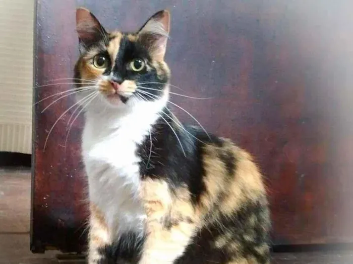 Gato ra a srd idade 3 anos nome Samara