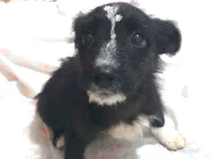 Cachorro raça Srd idade 2 a 6 meses nome Cereja
