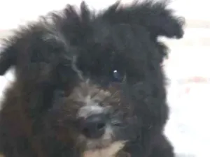 Cachorro raça Srd idade 2 a 6 meses nome Sem nome