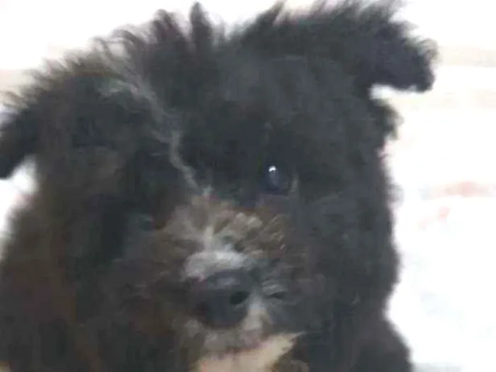 Cachorro raça Srd idade 2 a 6 meses nome Sem nome