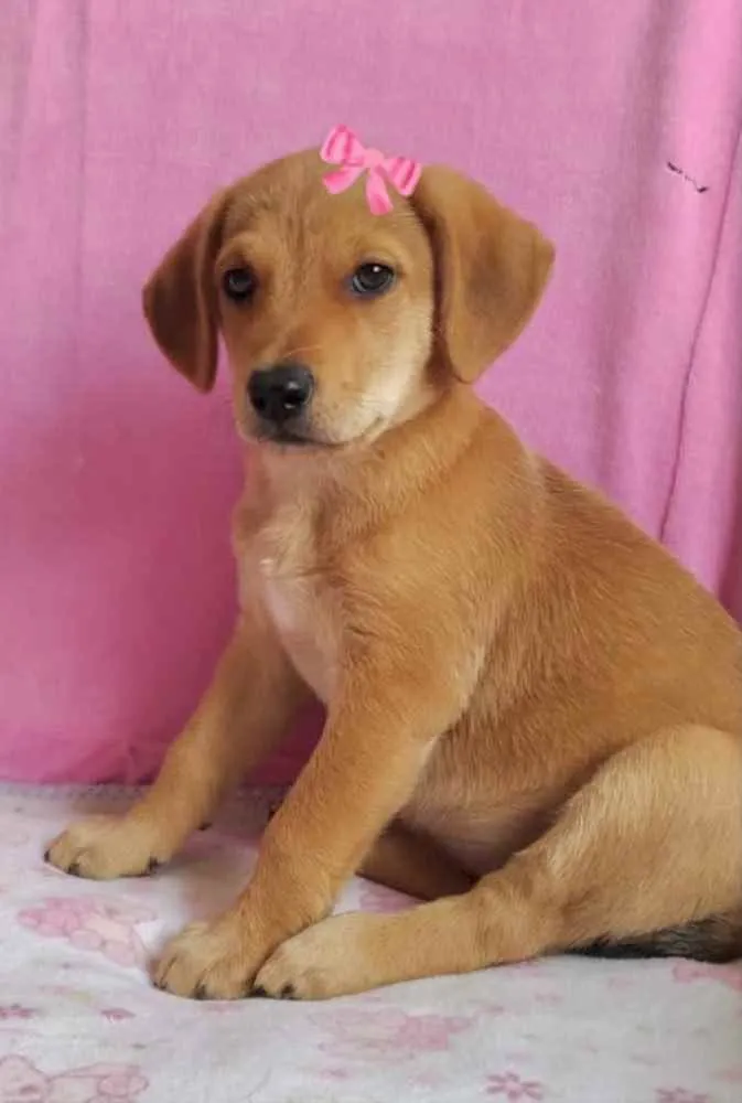 Cachorro ra a Mestiça  idade 2 a 6 meses nome Liz