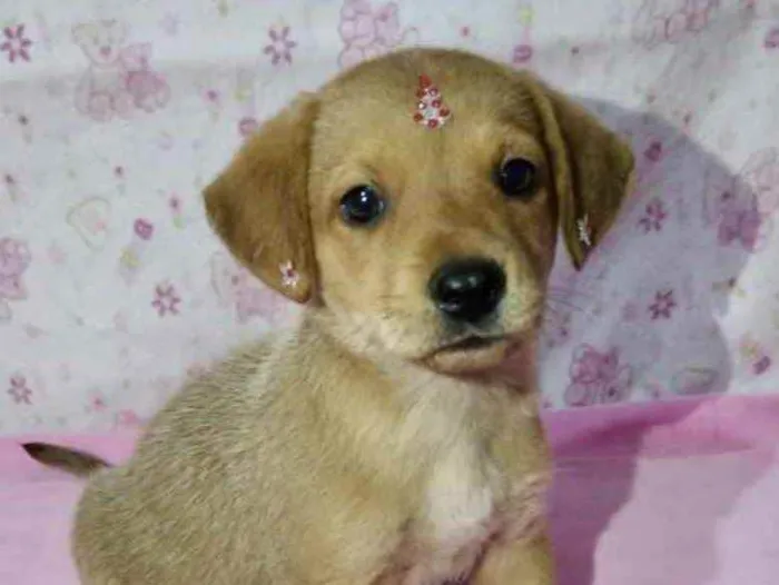 Cachorro ra a Mestiça  idade 2 a 6 meses nome Liz