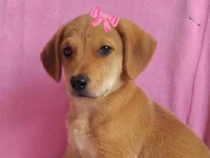 Cachorro raça Mestiça  idade 2 a 6 meses nome Liz