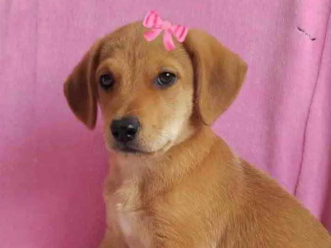 Cachorro ra a Mestiça  idade 2 a 6 meses nome Liz