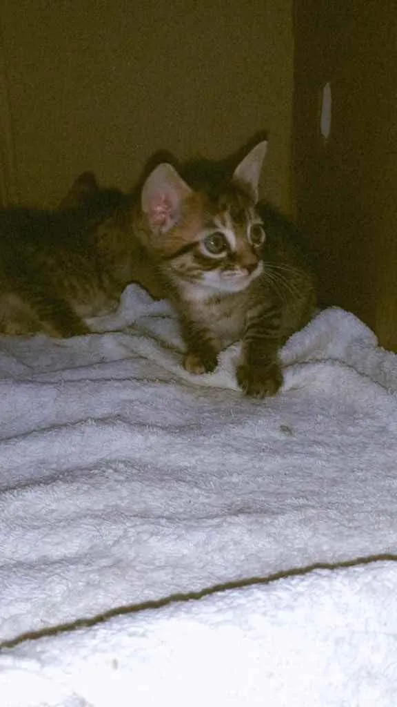 Gato ra a Rajado idade Abaixo de 2 meses nome Lua 