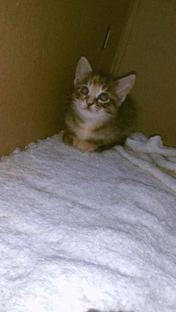 Gato ra a Rajado idade Abaixo de 2 meses nome Lua 