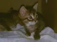 Lua 
