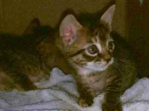 Gato raça Rajado idade Abaixo de 2 meses nome Lua 
