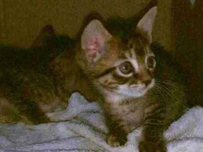 Gato ra a Rajado idade Abaixo de 2 meses nome Lua 