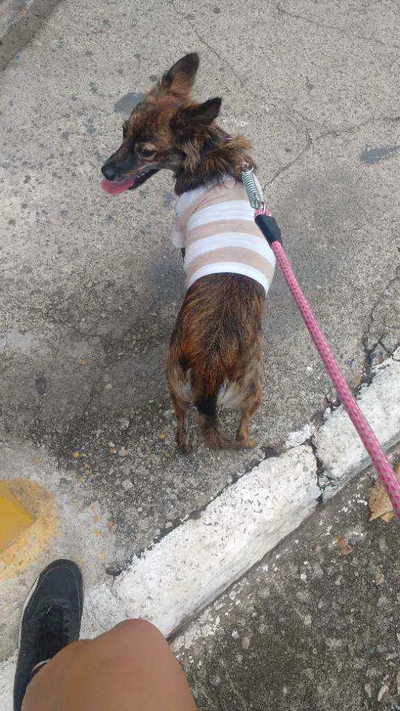 Cachorro ra a  idade 1 ano nome Cella