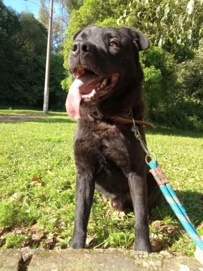Cachorro ra a Rnd idade 3 anos nome Lobo