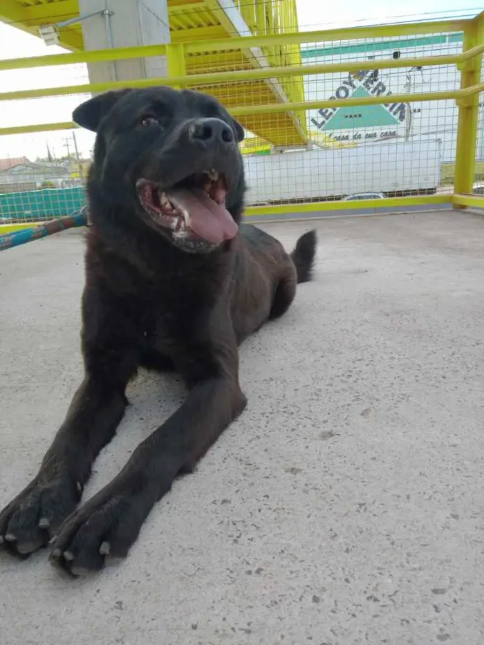 Cachorro ra a Rnd idade 3 anos nome Lobo