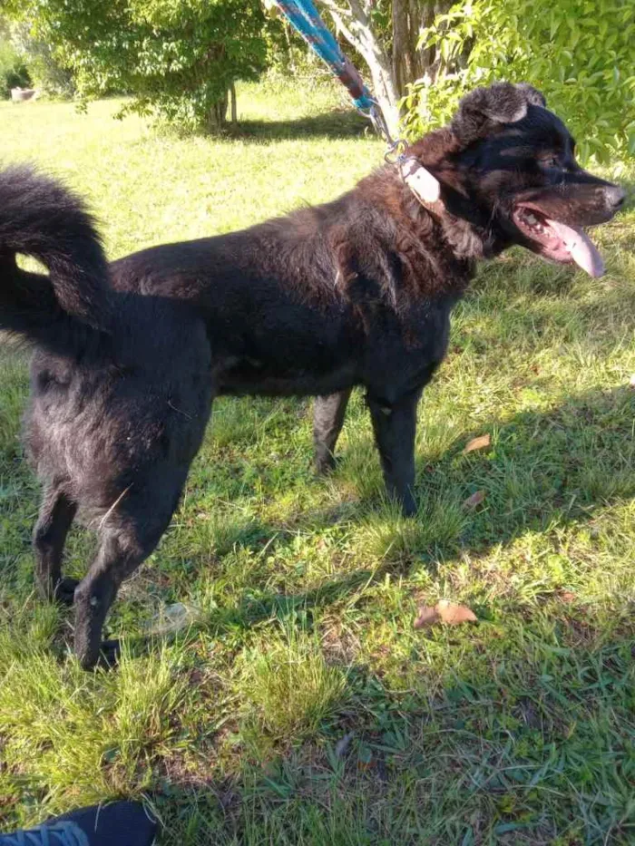 Cachorro ra a Rnd idade 3 anos nome Lobo