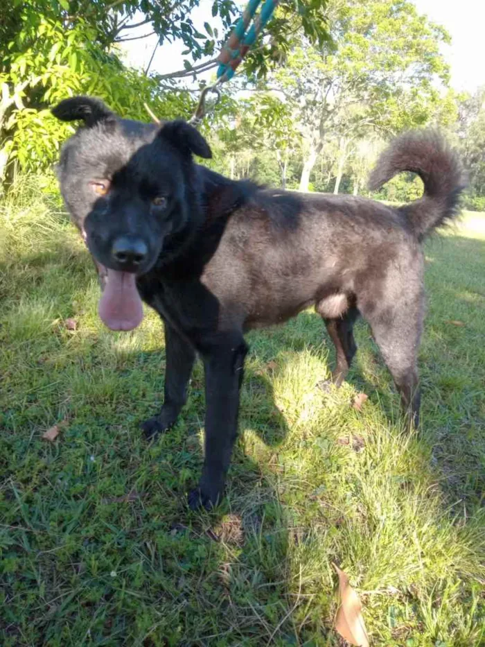 Cachorro ra a Rnd idade 3 anos nome Lobo
