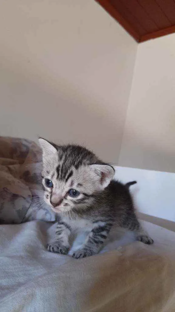 Gato ra a Sem raça  idade Abaixo de 2 meses nome jojo, teté, moonie