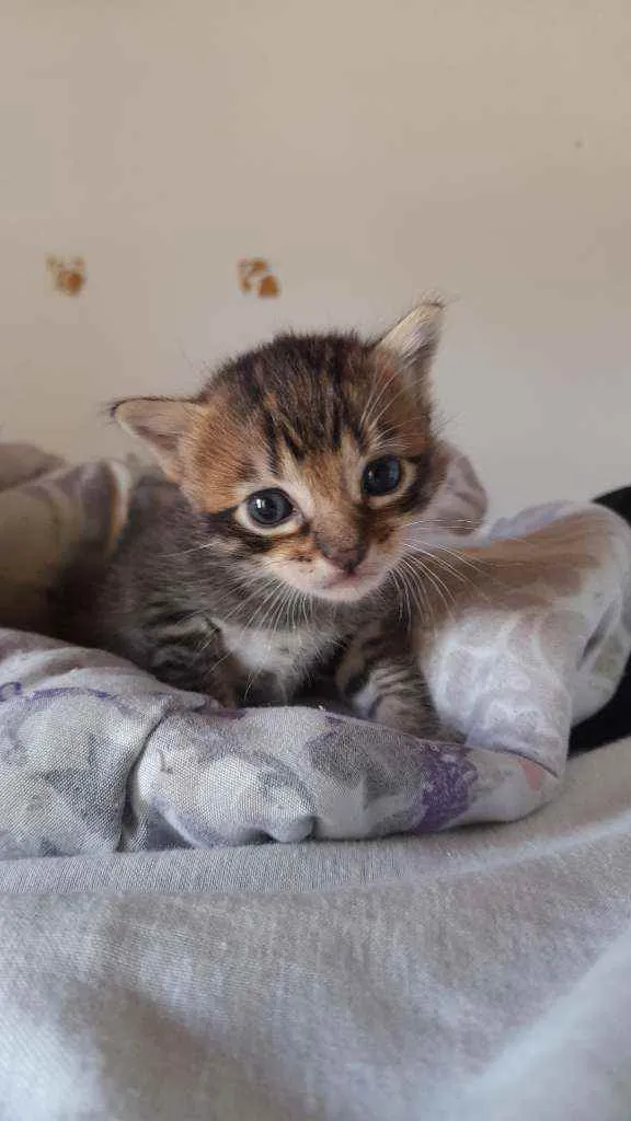 Gato ra a Sem raça  idade Abaixo de 2 meses nome jojo, teté, moonie