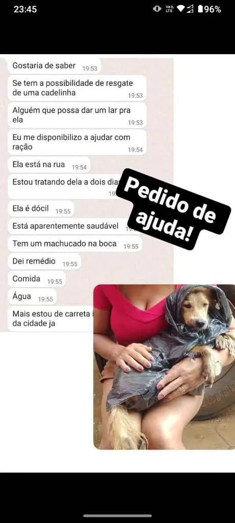 Cachorro ra a Vira lata  idade 4 anos nome Não tem