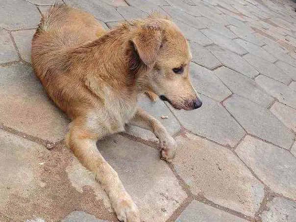 Cachorro ra a Vira lata  idade 4 anos nome Não tem