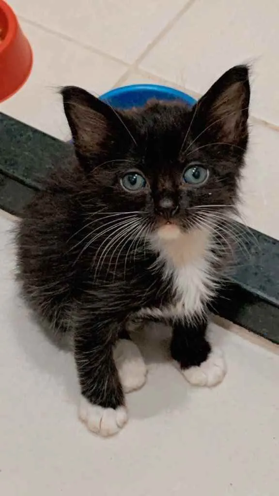 Gato ra a  idade Abaixo de 2 meses nome Lindos gatinhos