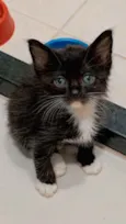 Lindos gatinhos