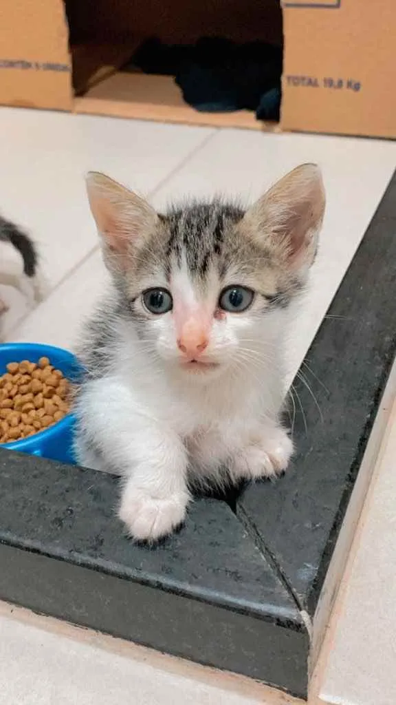 Gato ra a  idade Abaixo de 2 meses nome Lindos gatinhos