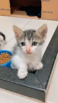 Lindos gatinhos