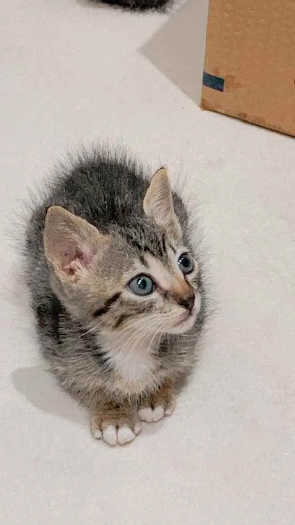 Gato ra a  idade Abaixo de 2 meses nome Lindos gatinhos