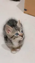 Lindos gatinhos